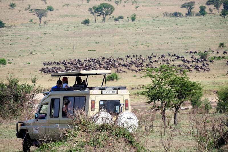 Safari oder Expedition